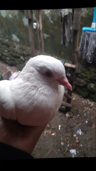 Story wa merpati team saya  sendiri [team pedro]