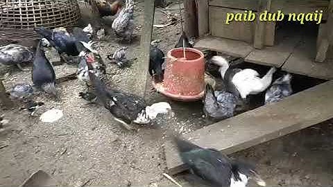 yug qaib dub nqaij nawb