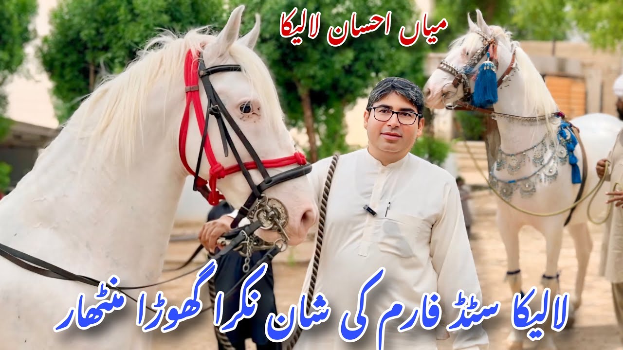 Pure Nukra Breeder Stallion Manthar | Laleka Stud Farm Pakistan