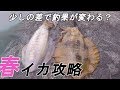 春イカ真っ只中!!少しの違いが釣果に繋がる!! エギング アオリイカ 2019 5月