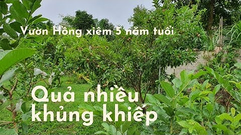 Hồng xiêm xoài / sapodilla / farm life / ep 1 / KHOA ĐINH Vlog