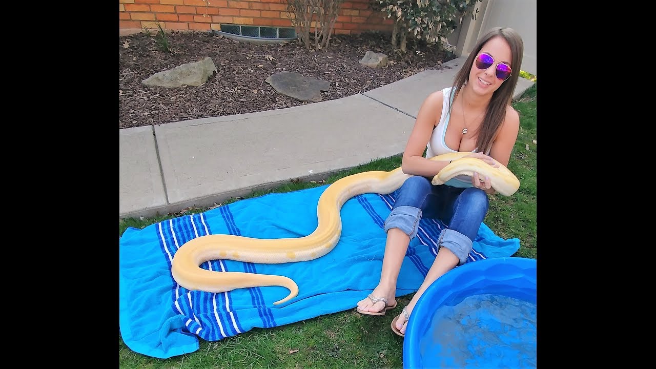 lizard skin grips Burmese Python Pool Day!