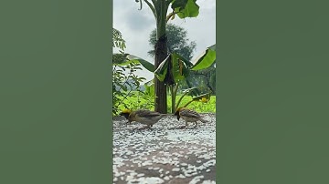 My first vlog #myfirstvlog #vlog #vlogs #vlogger #vlogging #village #viral