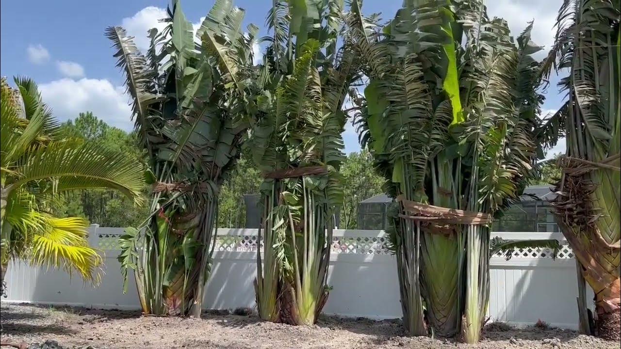 Traveler Palm Privacy Screen/Large Palms and Trees For Sale/The Tree