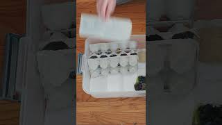 how to setup a breeding bin for red runner roaches