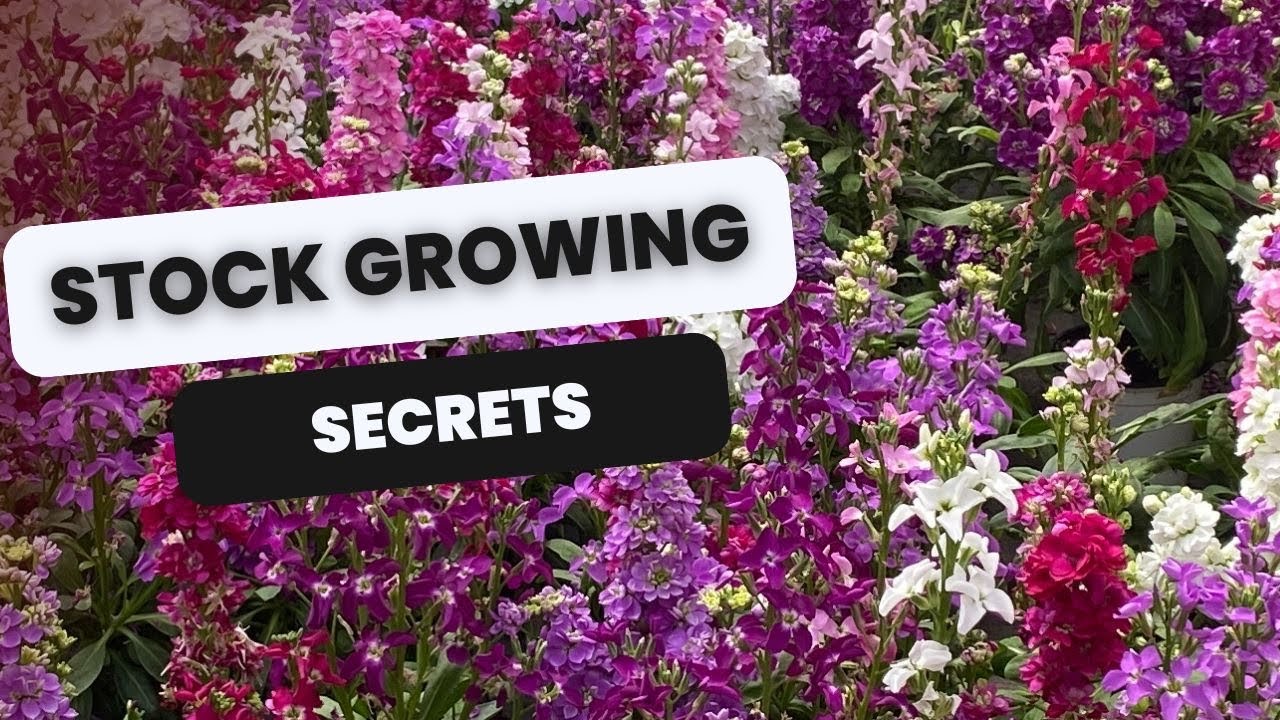 🌸 How to Grow Stock - Matthiola 🌸