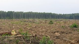 стихи Когда однажды лес весь будет спилен. читает автор