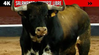 SALAMANCA ▪ RECORTE LIBRE ▶ Desafío de ganaderías by TOROS EN ESPAÑA TV 12,330 views 3 months ago 17 minutes