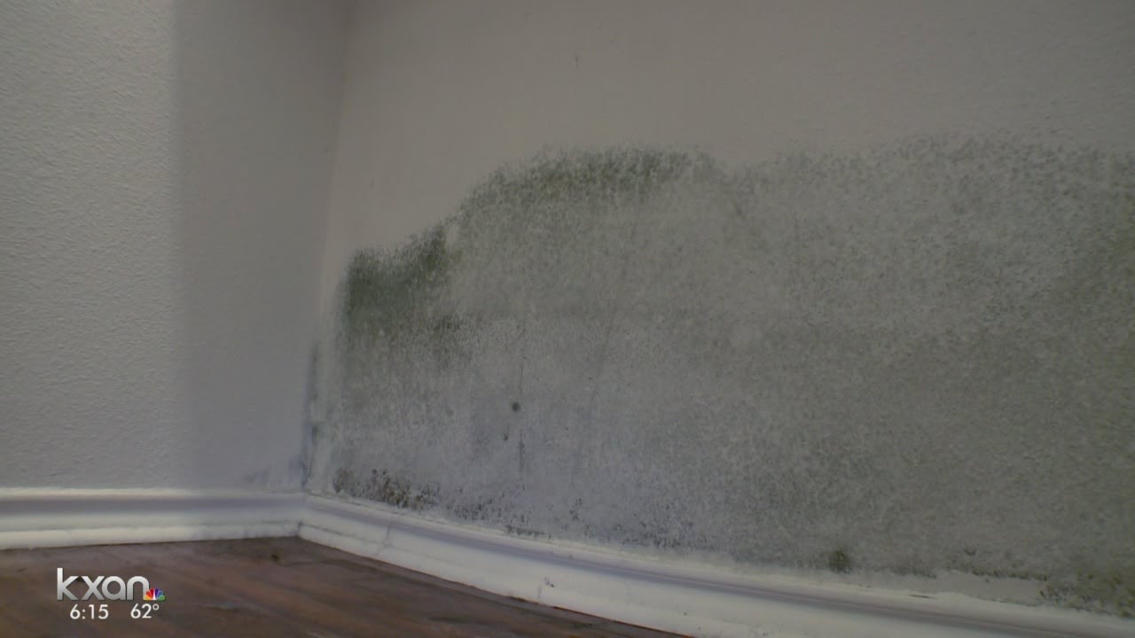 Tagging along with a mold inspection company