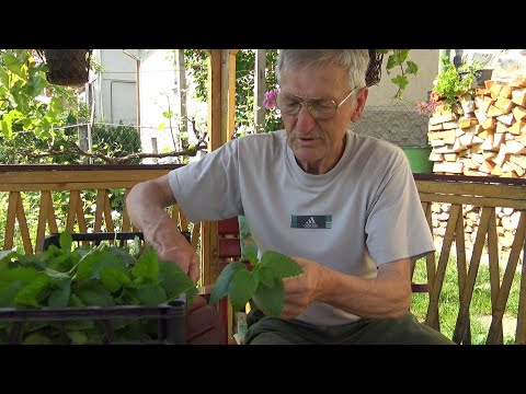 Videó: Citromfű növény – Hogyan termessünk citromfűt