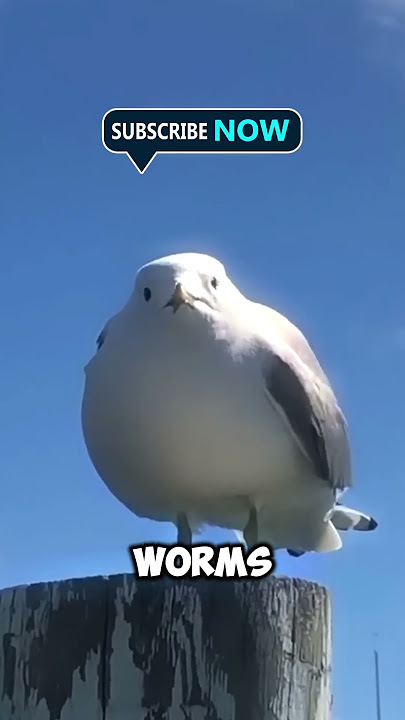 The Genius Bird That Dances for Dinner! 🕺🐦