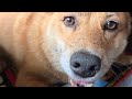 ケモノモード発動!のオイヌ様(雑種犬)