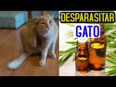 Remedios caseros para desparasitar gato