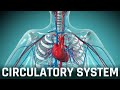 BPSC PT | BIOLOGY Class - Circulatory System | BPSC PT Daily Live Classes - Latest News
