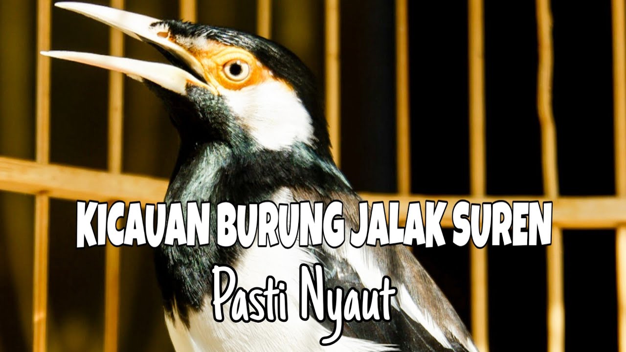 Semua burung jalak suren pasti bunyi dengar kicauan jalak suren ini