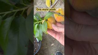 Peaches Ripening Fast #offgrid #citrusfruittrees #fruittrees #fruit #citrus #drupe #farming #shtf