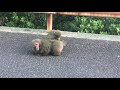 Japanese Boss Monkey Sexy Times!
