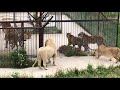 Гек мечется на разрыв! Тигры поссорились со львами!Tigers quarreled with lions!