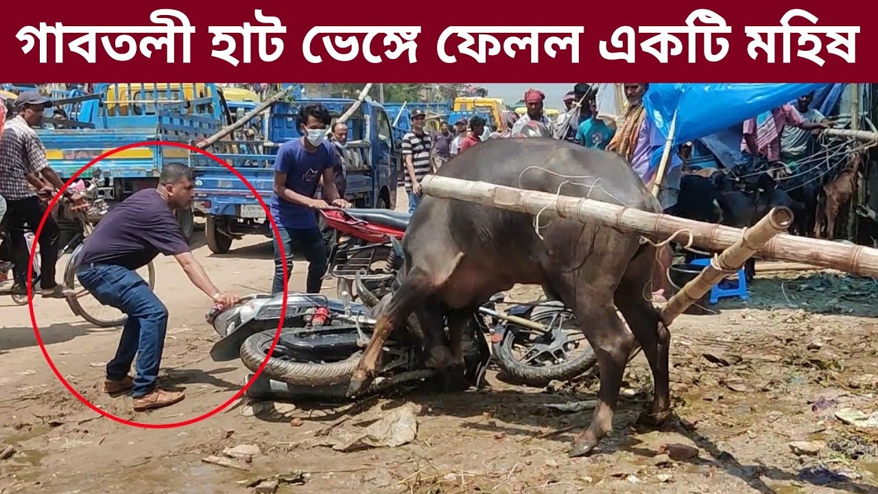 চারটা গাড়ি ভেঙ্গে ফেলসে, গাবতলী হাটের সেরা পাগলা মহিষ, ক্রেতা মহিষ বাসায় নিবে না, হায় হায়!!
