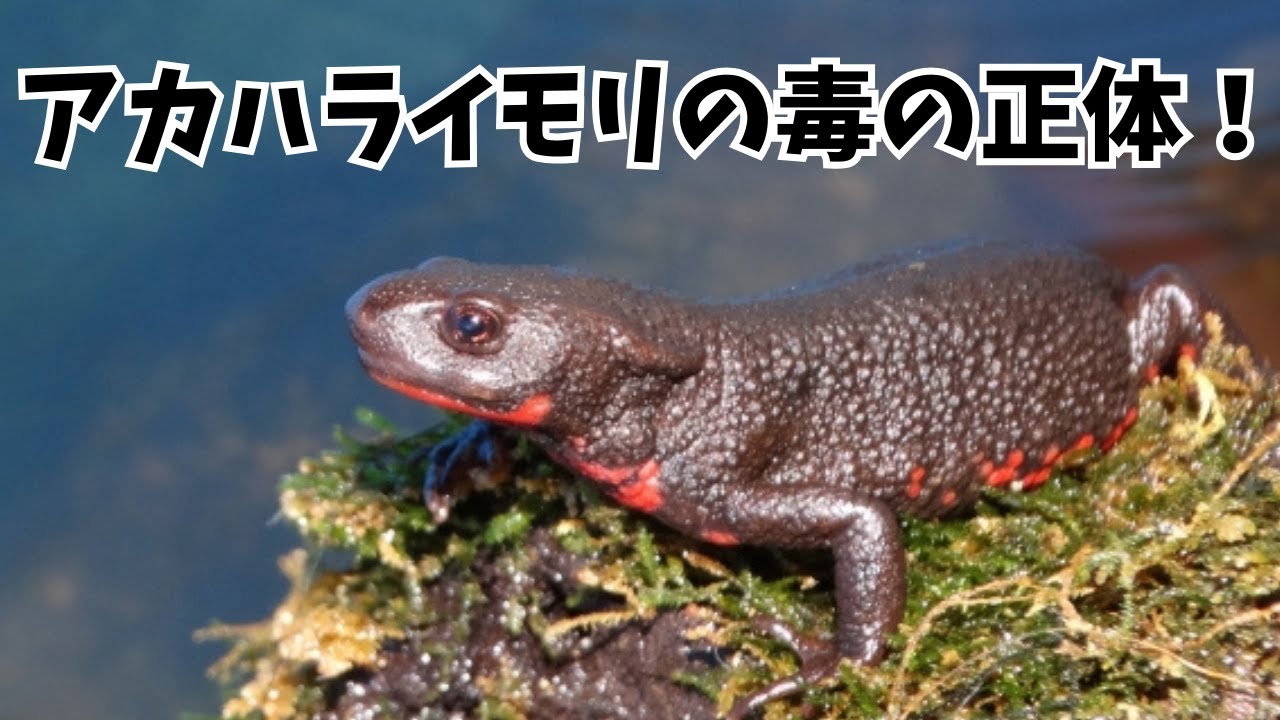 アカハライモリ 再生法則 – アカハライモリ 再生過程 : イモリの再生能力に関わる、赤血球の新奇機能を発見 – KDKBBE