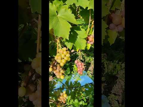 Виноград Первозванный,Валек,Наташа Ростова,Антоний Великий,Аюта 2019 08 09 - You