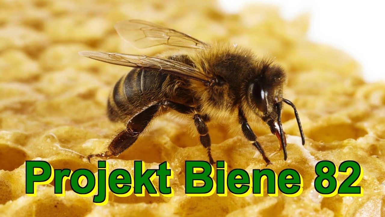 Projekt Biene 82 - Volk5 zweiter Brutraum