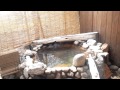 箱根強羅温泉「雪花月」無料貸切り露天風呂 の動画、YouTube動画。