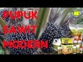 CARA PEMPUKAN SOLUSI PERBAIKAN LAHAN DAN PENINGKATAN BUAH SAWIT