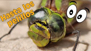 Fotos Macro Con El Mvil  4 Trucos Para Conseguir Grandes Resultados