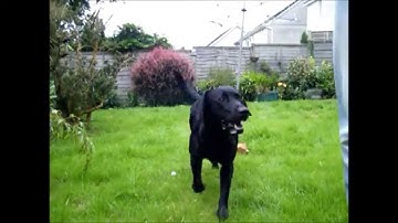 cash detection + dog training + Labrador + scent work + detection  + searching + day 1