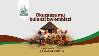 Breeding In Pig Farming