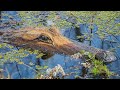 Alligators and Cottonmouths!! December in Alabama