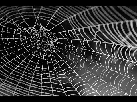Video Quá trình giăng tơ của nhện - youtube