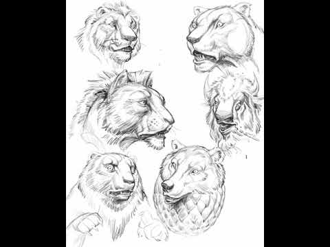 Time Lapse Drawing animal heads - YouTube