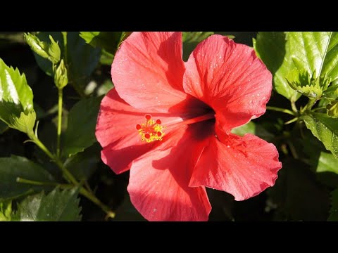 Video: Informacije o transplantaciji hibiskusa - kada i kako presaditi hibiskus