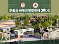 Canli  kangal dnyaca nl kangal kpeinin diyarnda modern bir yetitirme iftlii ayoruz