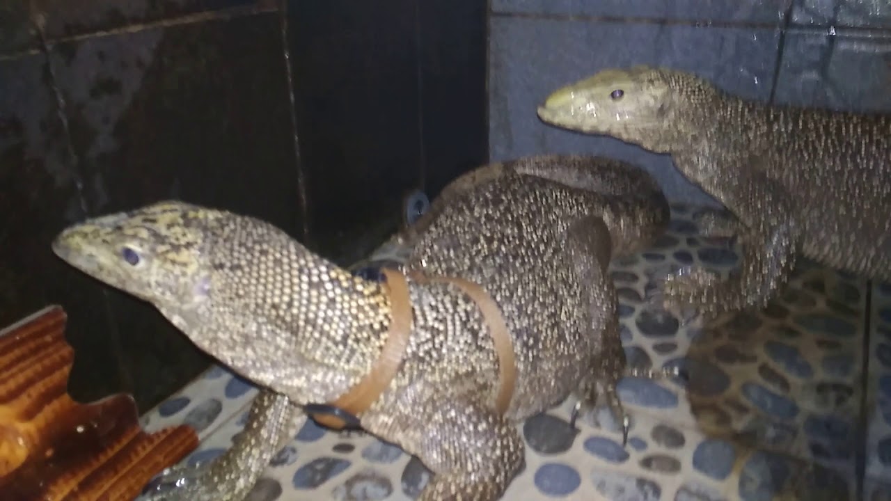 Clouded Monitor (Varanus Nebulosus)