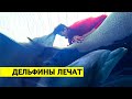 ДЕЛЬФИНОТЕРАПИЯ | СИСТЕМА ВОСПИТАНИЯ