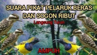 SUARA PIKAT PLATUK BERAS/SAMPIT VS SOGON RIBUT PALING AMPUH