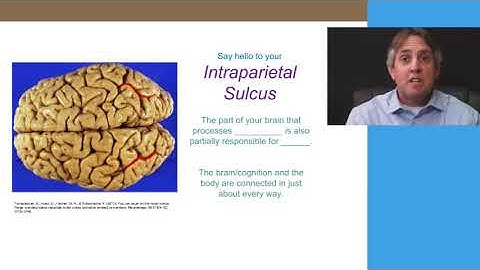 Intraparietal Sulcus & Movement: Bryan Harris