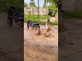 Mwenye Uwanja Wake Kaingia Sasa