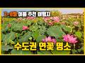 🪷 역대급 규모의 서울 근교 연꽃 명소 '시흥연꽃테마파크' 실시간 개화현황 (feat. 이색 미술관 카페)