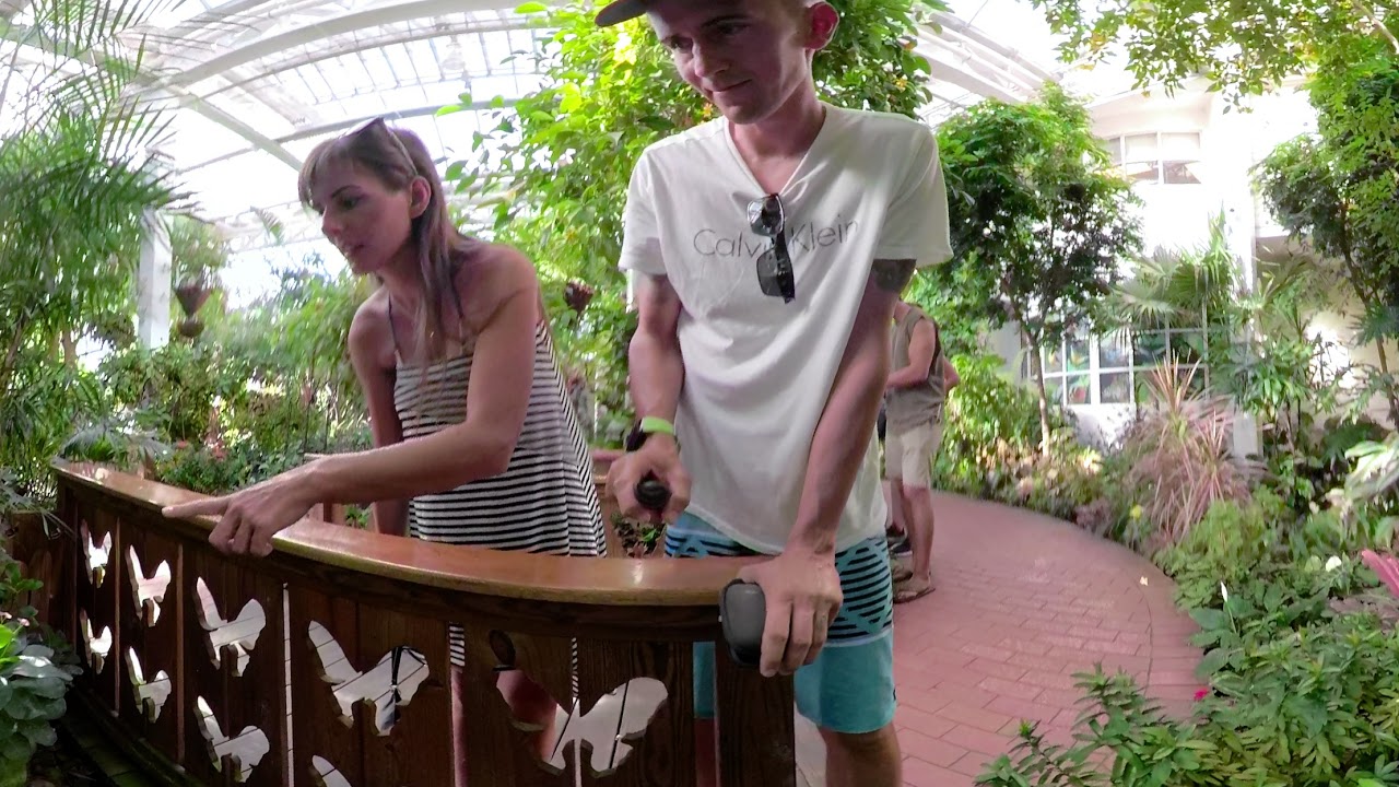 Key West Butterfly Museum Garden 360 Lepkek Barlangjaban Youtube