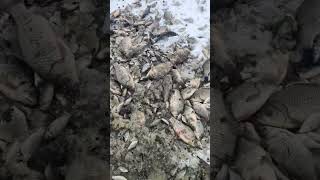 Замор рыбы.. Город Оренбург посёлок Самородово