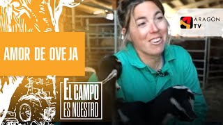 Amor de oveja que nada tiene que envidiar al amor perruno