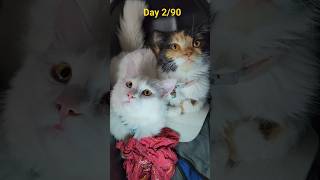 Day 2 ka vlog #shortsfeed #cat #cat #musicproducer #cute #funny #meowgical #kittytv #catblogger
