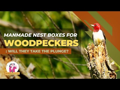 Will Woodpeckers Use Nest Boxes