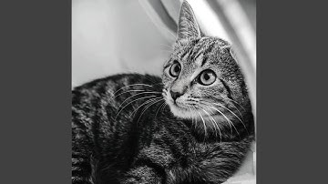 Amazing Lazy Cat Days