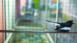 Download Lagu KACER ROLL PANJANG, LAGU ISIAN JUGA JERNIH DAN TAJAM, BAGUS BUAT MASTERAN MAUPUN PANCINGAN ! MP3