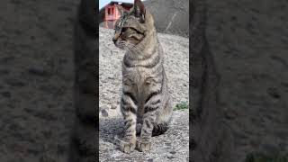 猫島の子猫